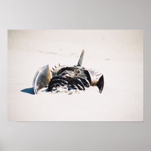 Karpfen Poster (Vorne)