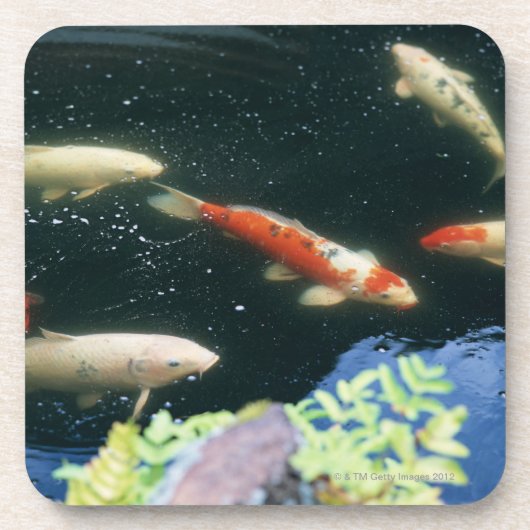 Karpfen Untersetzer (Vorderseite)