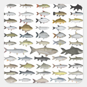 Karpfenfamilie Quadratischer Aufkleber