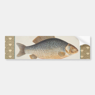 Karpfenfisch Fischmalerei Süßwasserzeichnung  Autoaufkleber