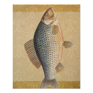 Karpfenfisch Fischmalerei Süßwasserzeichnung Poster