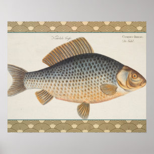 Karpfenfisch Fischmalerei Süßwasserzeichnung Poster