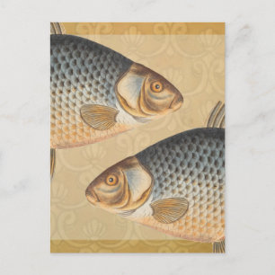 Karpfenfisch Fischmalerei Süßwasserzeichnung Postkarte