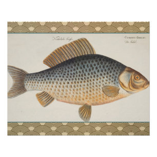 Karpfenfisch Malerei Süßwasser Zeichnung Poster