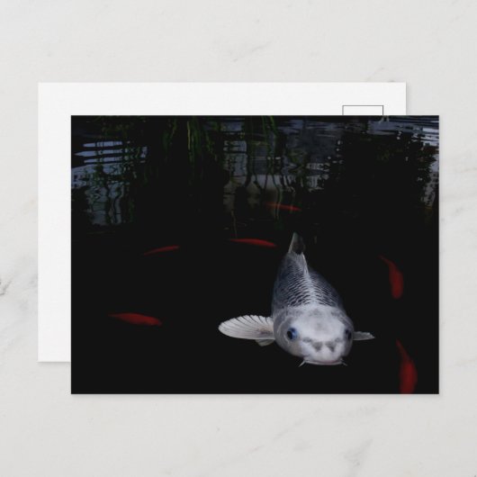 Karpfenfisch Postkarte (Vorne/Hinten)