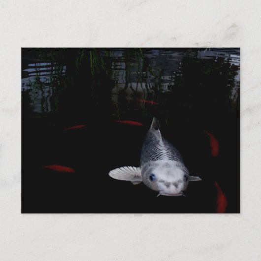 Karpfenfisch Postkarte (Vorderseite)