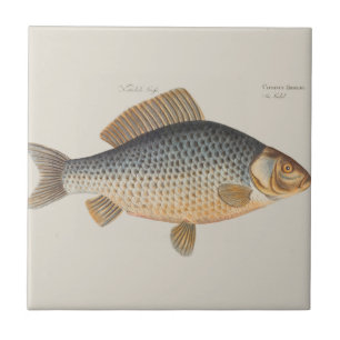 Karpfenfisch, Süßwasser anstrichen Fliese