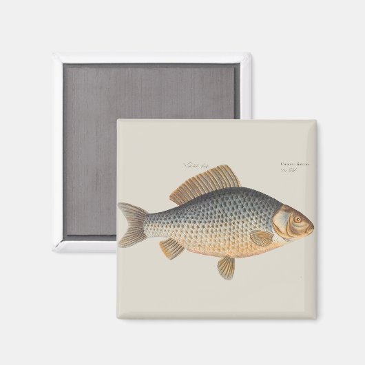 Karpfenfisch, Süßwasser anstrichen Magnet (Vorderseite/Rückseite)
