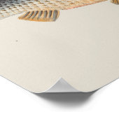 Karpfenfisch, Süßwasser anstrichen Poster (Ecke)