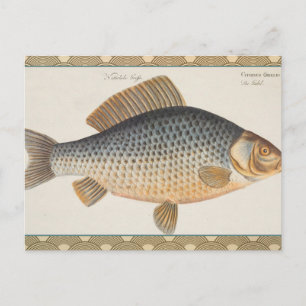 Karpfenfisch, Süßwasser anstrichen Postkarte