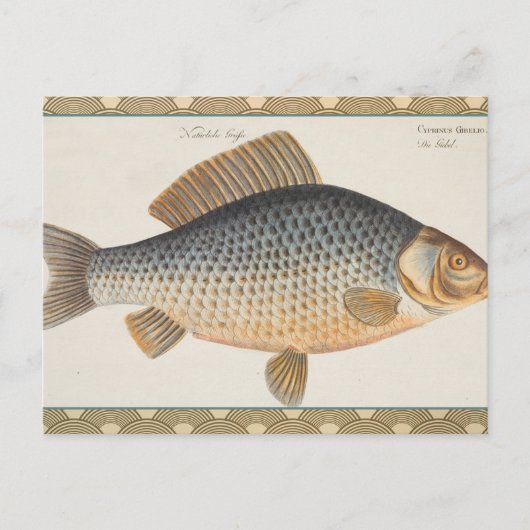 Karpfenfisch, Süßwasser anstrichen Postkarte (Vorderseite)