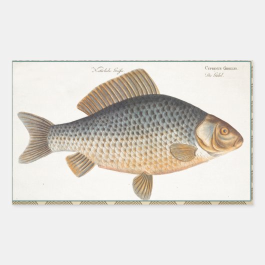 Karpfenfisch, Süßwasser anstrichen Rechteckiger Aufkleber (Vorderseite)