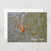 Karpfenfischfoto Postkarte (Vorne/Hinten)