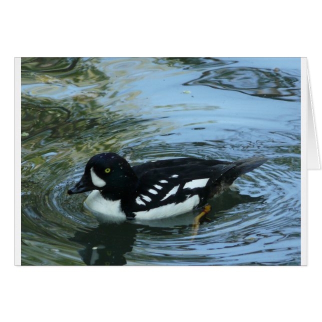 Karren Goldeneye (Vorderseite (Horizontal))