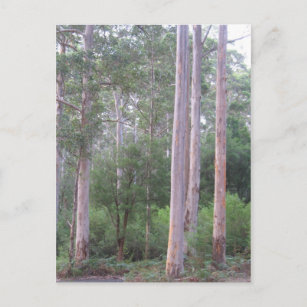 Karri Wald Postkarte