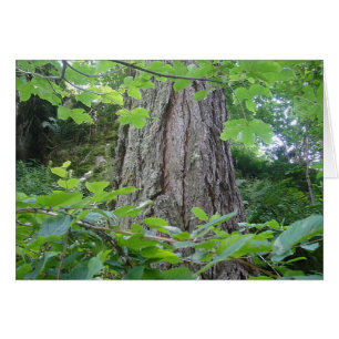 Karte5 Baumstamm/terkranz, Kartenserie Wald