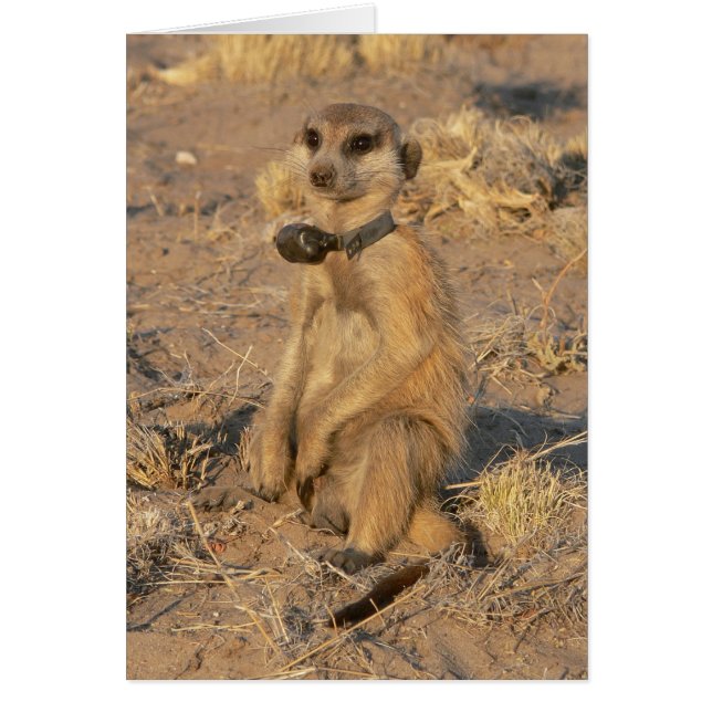 Karte 9 - Gazebo Frisky (Vorne)