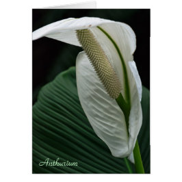 Karte: Anthurium-Blume