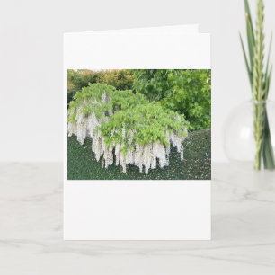 Karte /Beauty/Wisteria/Garten/Natur/Weiße Blumen