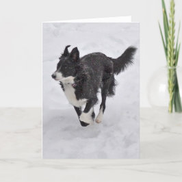 Karte - Border-Collie, die durch den Schnee läuft