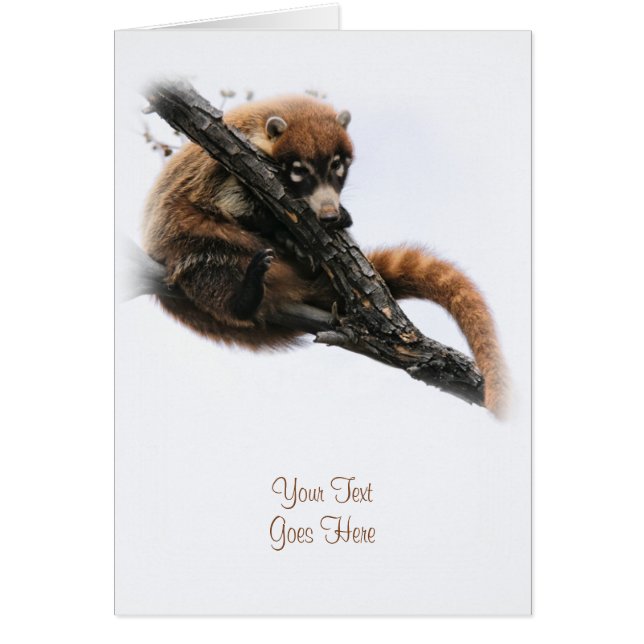 Karte: Coatimundi #5 (Portrait) (Vorne)