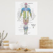 Karte der Muskelanatomie Vorderansicht Poster (Küche)