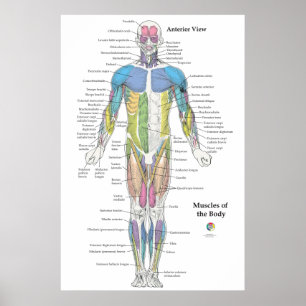 Karte der Muskelanatomie Vorderansicht Poster
