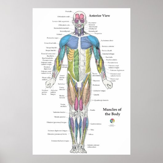 Karte der Muskelanatomie Vorderansicht Poster (Vorne)