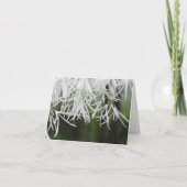 Karte des Fransenbaums (Chionanthus virginicus) (Vorderseite)