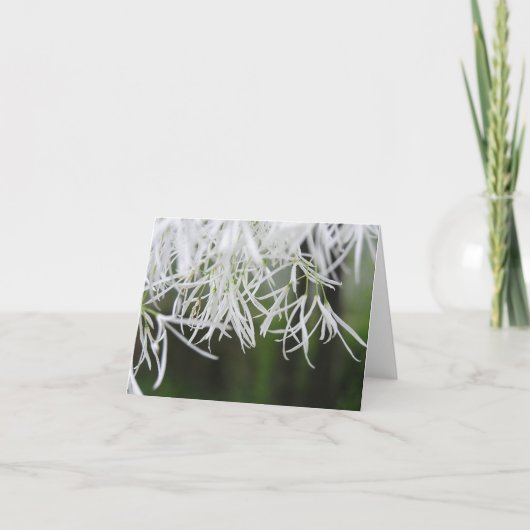 Karte des Fransenbaums (Chionanthus virginicus) (Vorderseite)