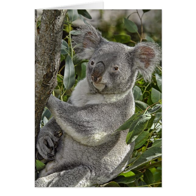 Karte des Koala-Bärn-2 (Vorne)