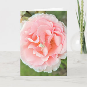 Karte. Design "Weiße Spinne rosa Rose". Fotografie Karte