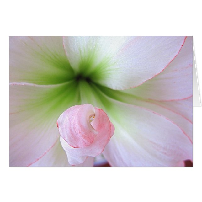 Karte "Flora Tenera" (Vorderseite (Horizontal))