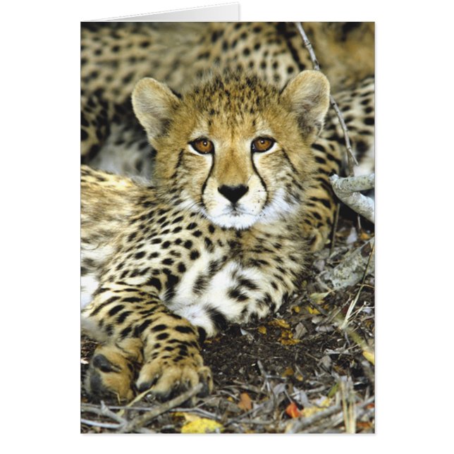 Karte Gepard-CUBs 2 (Vorne)