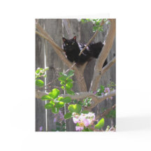 Karte, Gruß - Katze in Zweigstellen