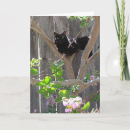 Karte, Gruß - Katze in Zweigstellen Karte