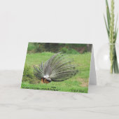 Karte - Gruß - Pfau 2 Seiten (Rückseite)