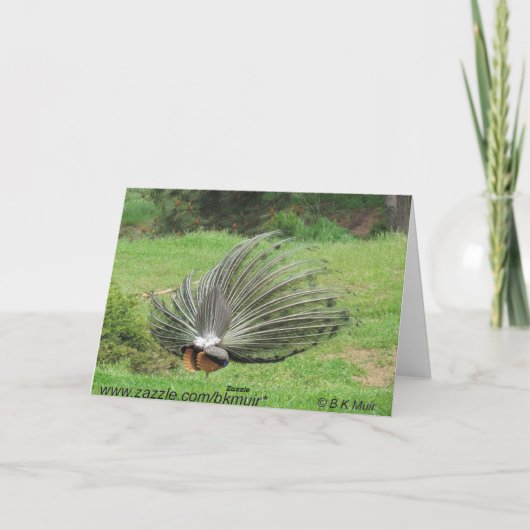 Karte - Gruß - Pfau 2 Seiten (Rückseite)