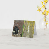 Karte - Hinweis - Schwarze Katzenzucht (Gelbe Blume)