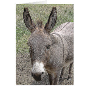 Karte - Mini-Donkey
