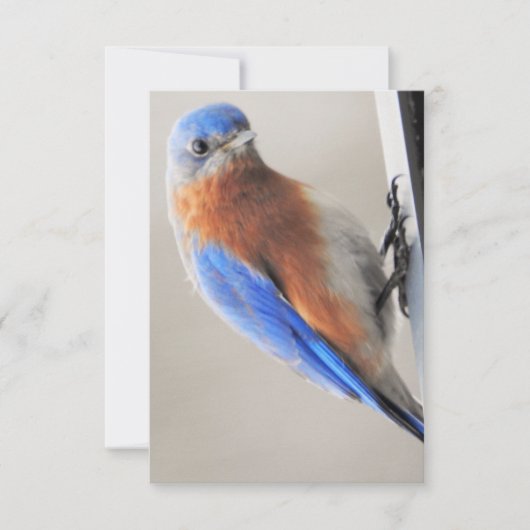 Karte mit Eastern Bluebird (Vorderseite)