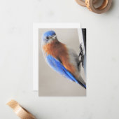 Karte mit Eastern Bluebird (Vorderseite/Rückseite Beispiel)