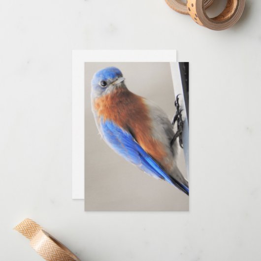 Karte mit Eastern Bluebird (Vorderseite/Rückseite Beispiel)