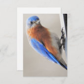 Karte mit Eastern Bluebird (Vorne/Hinten)