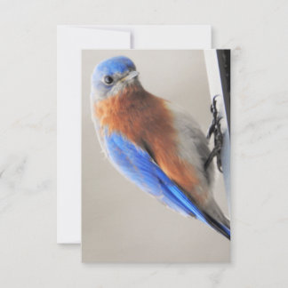 Karte mit Eastern Bluebird