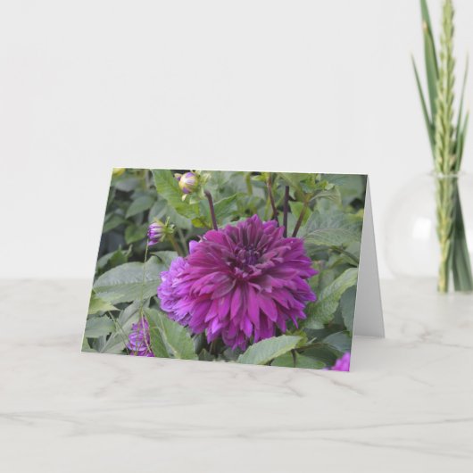 Karte mit einer lila Dahlie im Garten (Vorderseite)