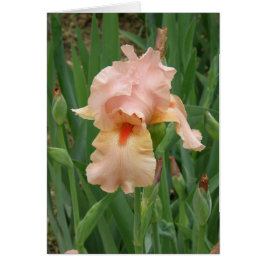 Karte - Peach Iris