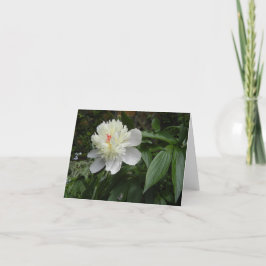 Karte "Peony (Paeonia)"