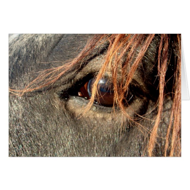 Karte - Pferd (Vorderseite (Horizontal))