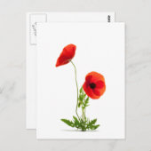 Karte postale - Fleurs de coquelicots mag blanc (Vorne/Hinten)